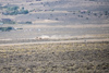 Reno_2014-72589t.jpg
