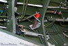 P-51